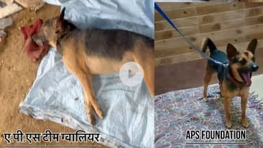 पाहिले सही था हैप्पी था 5 घण्टे में पता नही किया हुआ इसे … 

Respect Girls help poor help animals 

#apsgurjar #help #gwalior #dogslife
