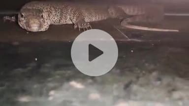 लाडपुरा: 80 फीट रोड स्थित चूल्हा रेस्टोरेंट में घुसी जंगली छिपकली, सुरक्षित किया गया रेस्क्यू