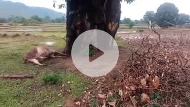 गुमला: चिरोडीह आंजन में वज्रपात से एक मवेशी की हुई मौत, पीड़ित पशुपालक ने मुआवजे की लगाई गुहार