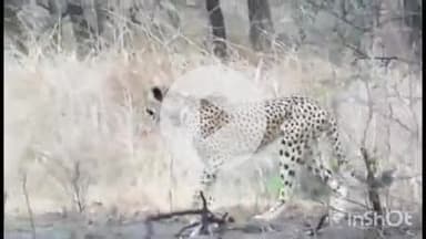 कराहल: माँ और भाइयों को खोजता वनराज: कूनो में सुनाई दी चीते की भावुक पुकार