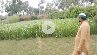 नौगावां सादात: नौगांवा तहसील क्षेत्र में तेंदुए से ग्रामीण परेशान, तेंदुए की मौत के मामले में किसानों पर लिखा गया मुकदमा