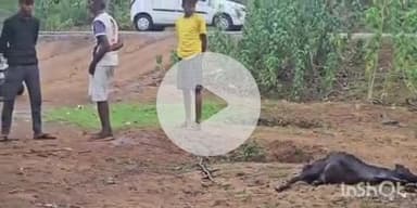 गोहपारु: बरकोड़ा गांव में आकाशीय बिजली गिरने से दो मवेशियों की हुई मौत, मौके पर पहुंचा प्रशासनिक अमला