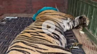 बूंदी: रणथम्भौर की बाघिन आरटीबी-2508 को ट्रेंकुलाइज किया गया, बाघिन को रामगढ़ विषधारी टाइगर रिजर्व में किया जाएगा शिफ्ट