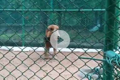 ओरमांझी: ओरमांझी के भगवान बिरसा जैविक उद्यान में शेर-शेरनी और मगरमच्छ के नए जोड़े आए