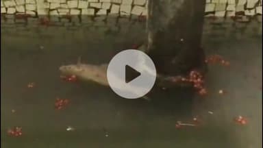 गंगरार: गंगरार में शारणेश्वर महादेव मंदिर के जलकुंड में देखरेख के अभाव में मर रही मछलियां, नहीं की जा रही साफ-सफाई #jansamasya