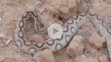 माडा: ग्राम पंचायत क्षेत्र कोयल खुद में दिखा अजगर, वन विभाग की टीम ने किया रेस्क्यू