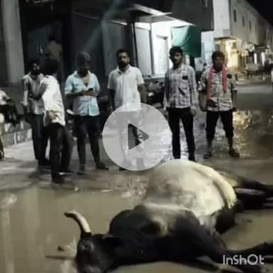 आहोर: बारिश के कारण करंट की चपेट में आने से आहोर में सांड की हुई मौत