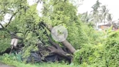 আমডাঙা: আমডাঙ্গায় বৃষ্টির তাণ্ডব: গাছ পড়ে ভাঙল তৃণমূল পার্টি অফিস, অল্পের জন্য রক্ষা পেল যাত্রীবাহী বাস