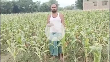 चेरिया बरियारपुर: सकरवासा पंचायत के एकमात्र किसान ने लगाई बेबी कॉर्न फसल, उपजाने के उपरांत फसल बेचने को परेशान किसान