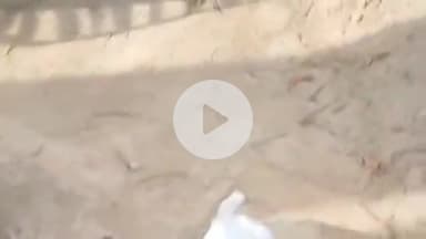 डंडारी: सुघरण ग्राम वार्ड 11 में नशे में धुत शराबी सड़क पर लोटता दिखा, शराबबंदी की खुली पोल