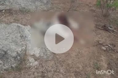 बाली: नाना के डूंगरजी भागल में लेपर्ड का आतंक, गर्भवती गाय को मारकर पहाड़ी तक ले गया, क्षेत्र में दहशत