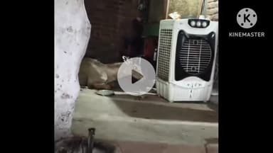 जीरन: ग्राम बांसखेड़ा में नीलगाय घुसी कृषक के घर, मचाया जमकर उत्पात