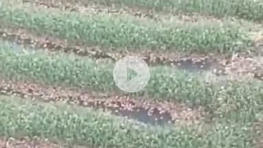 ಶಿರಸಿ: ದನಗನಹಳ್ಳಿಯಲ್ಲಿ ಒಣಗಿಸಲು ಹಾಕಿದ್ದ ಜೋಳ ಭಾರಿ ಮಳೆಗೆ ಸಂಪೂರ್ಣ ನಾಶ: 2 ಲಕ್ಷ ರೂ. ಹಾನಿ