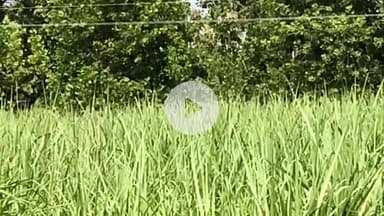 अमरोहा: रजबपुर में अतरासी हसनपुर मार्ग पर तेंदुआ दिखाई दिया, मचा हड़कंप