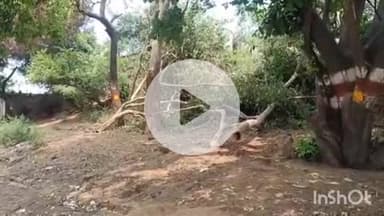 जानसठ: शुक्रतीर्थ में तूफान के साथ बारिश ने किया भारी नुकसान, कई हरे-भरे पेड़ गिरे