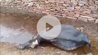 लाडपुरा: कैथून थाना इलाके में मवासा ढाणी के निकट 11 केवी बिजली लाइन का तार टूटने से 21 भैसों की मौत, पुलिस मौके पर पहुँची