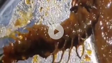 हुज़ूर: शासकीय अनुसूचित जाति बालक पीजी छात्रावास में छात्रों के खाने में मिला कनखजूर कीड़ा, तीन की बिगड़ी तबियत