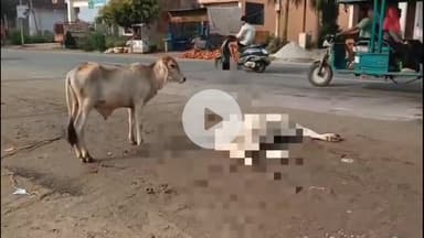 हसनपुर: हसनपुर में बाईपास मार्ग पर अज्ञात वाहन की टक्कर से गोवंशीय पशु की हुई मौत