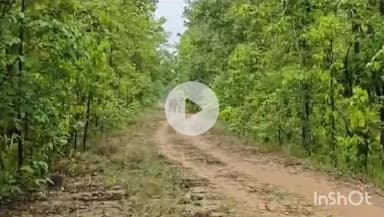 उदयपुर धरमजयगढ़: वन मंडल धरमजयगढ़ के नागदरहा के समीप दिखा जंगली हाथी, वन विभाग और हाथी मित्र दल कर रहे हैं हाथियों के दल का ट्रैकिंग