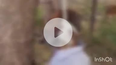 औरैया: दिबियापुर क्षेत्र के जमौली गांव निवासी वृद्ध ने पेड़ से फांसी लगाकर आत्महत्या की