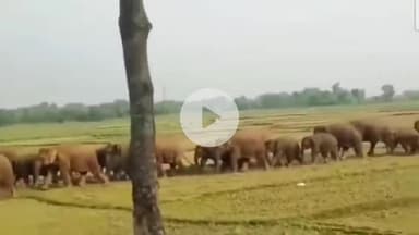 हज़ारीबाग: पानीमाको के नव प्राथमिक विद्यालय में जंगली हाथियों का उत्पात, मिड-डे मील का अनाज खाया