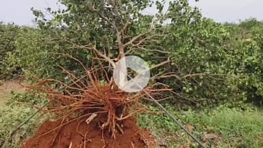 కనిగిరి: పామూరు మండలం గుమ్మలంపాడు లో 200 బత్తాయి చెట్లను ధ్వంసం చేసిన దుండగులు, పోలీసులకు ఫిర్యాదు చేసిన రైతు శేషయ్య