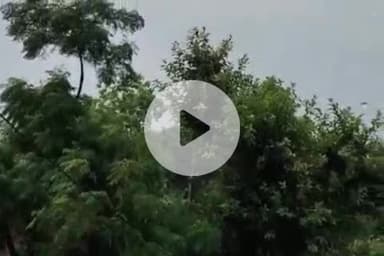 तुलसीपुर: आजमडीह चौराहे पर आकाशीय बिजली गिरने से 9 वर्षीय मासूम बालिका की मौत, दो अन्य बच्चे हुए घायल