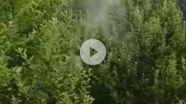 टापरी: किन्नौर में बुधवार सुबह हुई बारिश के बाद बागवानों को सूखे से मिली निजात, हरे-भरे सेब बगीचे