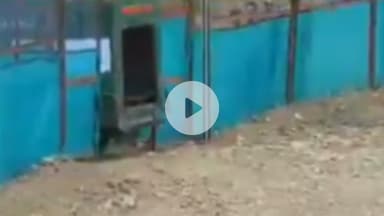 बूंदी: रणथंभौर की युवा बाघिन आरबीटी 2508 को रामगढ़ में किया गया शिफ्ट, अब आरवीटी-5 के नाम से बनाएगी अपना नया इलाका