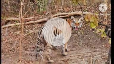 समुद्रपूर: कवडापूर शेत शिवारात वाघीण व पिलल्याचा वावर: शेतकऱ्यांमध्ये भितीचे वातावरण:सतर्कतेच वनविभागाचे आवाहन