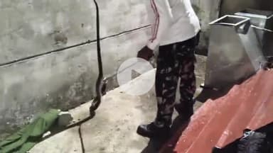 लाडपुरा: रानपुर स्थित फैक्ट्री में घुसा कोबरा, रेस्क्यूर ने सांप को रेस्क्यू कर वन्य क्षेत्र में छोड़ा