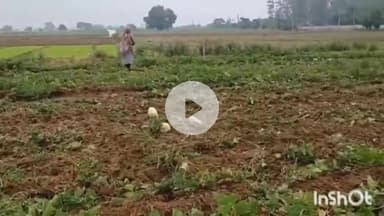 बागपत: बागपत में बाजार में सब्जियों का भाव कम मिलने के कारण परेशान किसान ने खड़ी फसल पर चलवाया ट्रैक्टर