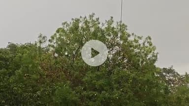 झांसी: झांसी में 7 दिन में 8 डिग्री गिरा तापमान, 20 से 22 जून तक तेज वर्षा होने की है संभावना