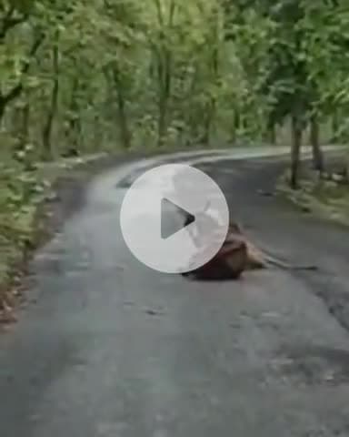 खरगौन: बड़वाह क्षेत्र के सिद्धेश्वरकूट मार्ग में गाय पर हमला करते तेंदुए का वीडियो हुआ वायरल