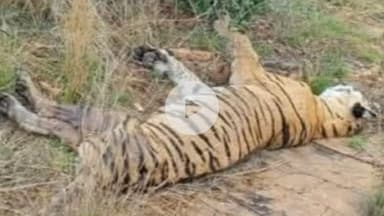 बूंदी: तीनों शावकों की विदाई के साथ मां टी-84 एरोहेड ने भी कहा अलविदा