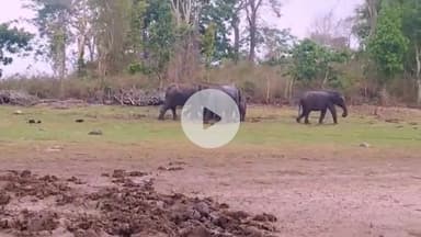 हज़ारीबाग: पानीमाको आंगनबाड़ी केंद्र को जंगली हाथियों ने किया क्षतिग्रस्त, पोषाहार भी खा गए