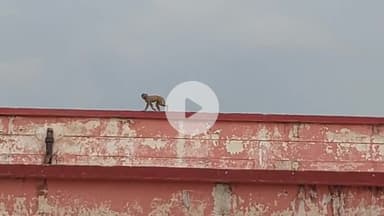 सिराथू: सिराथू सीएचसी में बंदरों बंदरों का आतंक, स्टाफ़ ने कहा-कई लोगों को किया घायल, वार्ड में भी घुसते हैं बन्दर #jansamasya