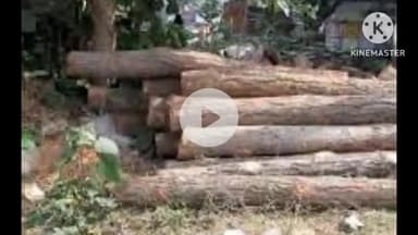 कटकमसांडी: शाहपुर में वन विभाग ने सखुआ की 14 बोटा लकड़ी पकड़ी