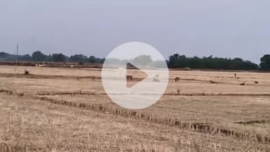 कादीपुर: नीलगाय के आतंक से किसान परेशान, लामा बनकटा गांव के पास नीलगाय किसानों की फसलों को कर रहे हैं बर्बाद