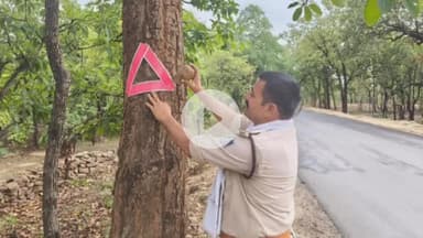 चितरंगी: अमिलिया घाटी में यातायात पुलिस ने सड़क दुर्घटनाओं की रोकथाम के लिए लगाया रेडियम ट्री रिफ्लेक्टर