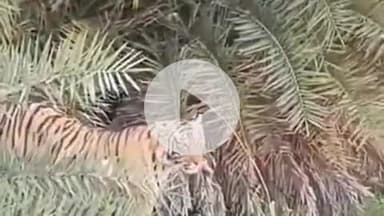 लाडपुरा: रणथंभौर में एक बच्चे व रेंजर को अपना शिकार बनाने वाली बाघिन कनकटी को मुकंदरा टाइगर रिजर्व में किया जाएगा शिफ्ट