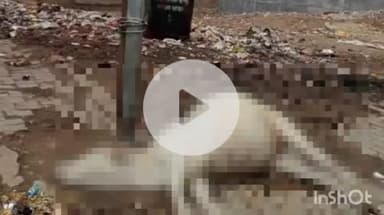 नानपारा: जुबलीगंज में करंट की चपेट में आने से गाय की हुई मौत, स्थानीय लोगों में विद्युत विभाग को लेकर आक्रोश