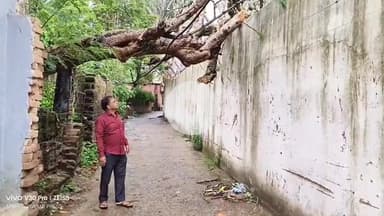 लोहरदगा: चुन्नीलाल स्कूल की बाउंड्री में चार दिन से गिरा विशाल मूंगा पेड़, हादसे की आशंका