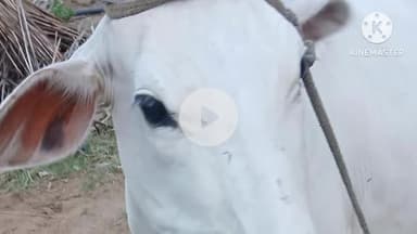 दौसा: ग्राम पंचायत सिंडोली की नीमडिया की ढाणी में शुक्रवार को दो पागल कुत्तों ने बाड़े में बंधी गाय और बछड़ी पर किया हमला