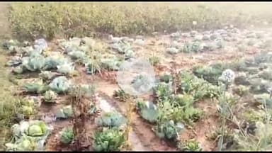 लोहरदगा: लोहरदगा में लगातार बारिश से सैकड़ों एकड़ फसल बर्बाद किसानों ने मांगा मुआवजाCO बोलेGPS फोटो के साथ दें आवेदन #jansamasya