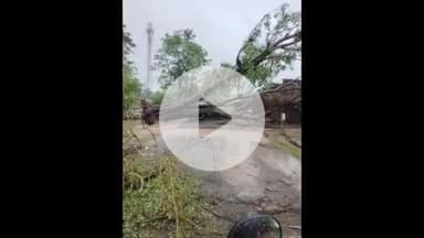 पांकी: पांकी के बकोरिया मुख्य पथ के चंद्र पुर में सड़क पर गिरा पीपल का पेड़, यातायात बाधित