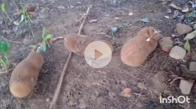 उदयपुर धरमजयगढ़: नरकालो स्कूल के पास पहुंचे जंगली हाथी ने कटहल को पहुंचाया नुकसान