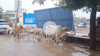 बूंदी: बारिश के चलते थोक फल सब्जी मंडी की दीवार गिरी, किसान को लगी चोट और वाहनों को हुआ नुकसान