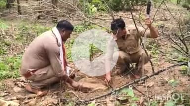 जानसठ: मीरापुर और रामराज क्षेत्र के जंगल में लकड़ी माफियाओं की खैर की लकड़ी की बड़ी तस्करी, सैकड़ों खेर के पेड़ काटे गए