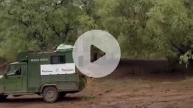 लाडपुरा: बाघ बचाओ, बाघ बढ़ाओ अभियान के तहत मुकंदरा टाइगर रिजर्व में 5 बाघ और छोड़े जाने की मांग, आंदोलन की चेतावनी